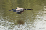 GBHeron3094b.jpg