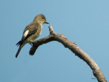 OlivesidedFlycatcher1271b.jpg