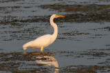 GreatEgret3220b.jpg