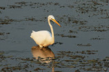GreatEgret3224b.jpg