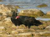 TurkeyVulture1429b.jpg