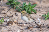 HornedLark3505b.jpg