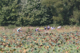 IMG_8595.JPG
