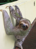 Sloth Makes Appearance at The Hotel Mandarina Parking Lot