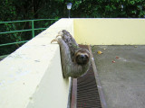 Sloth Parking Lot attendant