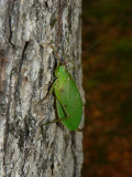 True Katydid - <i>Pterophylla camellifolia</i>
