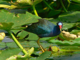 Purple Gallinule - <i>Porphyrio martinica</i>