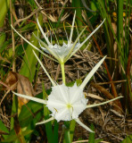 Spider Lily - <i>Hymenocallis sp.</i>