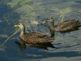 Mottled Ducks - <i>Anas fulvigula</i>