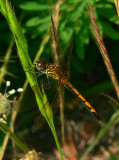 Seaside Dragonlet - <i>Erythrodiplax berenice</i>