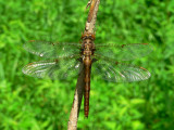 Umber Shadowdragon - <i>Neurocordulia obsoleta</i>