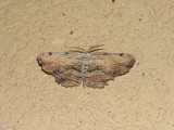 Common Lytrosis - <i>Lytrosis unitaria</i>