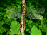 Stygian Shadowdragon - <i>Neurocordulia yamaskanensis</i>