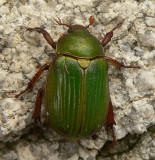 Shining Leaf Chafer - <i>Chrysina lecontei</i>
