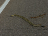Black-tailed Rattlesnake - <i>Crotalus molossus</i>