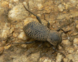 Death-feigning Beetle - <i>Cryptoglossa muricata</i>