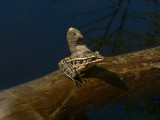 Pickerel Frog - <i>Lithobates palustris</i>
