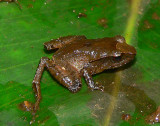 Frog - <i>Craugastor podiciferus</i>