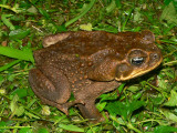 Giant Toad - <i>Chaunus marinus</i>
