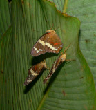 Banded Peacocks - <i>Anartia fatima</i>