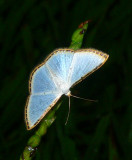 Moth