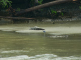 American Crocodiles - <i>Crocodylus acutus</i>