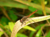 Red-tailed Pennant - <i>Brachymesia furcata</i>