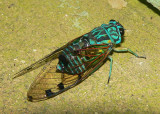 Cicada