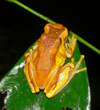 Treefrogs - <i>Dendropsophus ebraccatus</i>