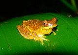 Treefrog - <i>Dendropsophus ebraccatus</i>