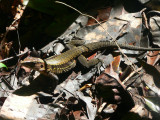 Whiptail - <i>Ameiva leptophrys</i>