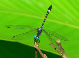 Dragonfly - <i>Micrathyria ocellata</i>