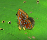 Butterfly - <i>Sarota gyas</i>