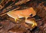 Frog - <i>Agalychnis</i>