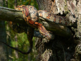 Corn Snake - <i>Elaphe guttata</i>