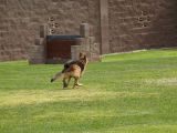 SSgt Warren / SSgt Sanders & MWD Oran-1