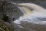 Heron 3.jpg