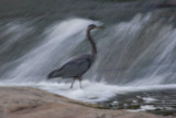 Blurry Heron *.jpg