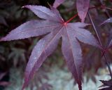 Acer palmatum Fireglow
