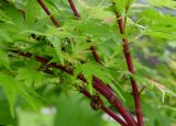 Acer palmatum Fjellheim