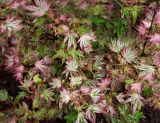 Acer palmatum Higasayama