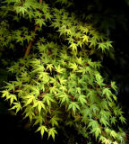 Acer palmatum Katsura