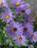 Aster oblongifolius October Skies