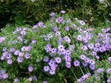 Aster oblongifolius Raydons Favorite