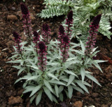 Lysimachia atropurpurea Beaujolais