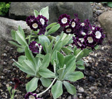 Primula pubescens