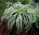 Carex morrowii Silver Sceptre