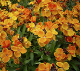 Cheiranthus allioni Orange Bedder