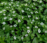 Cornus canadensis