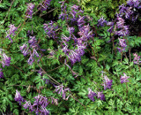 Corydalis Blackberry Wine